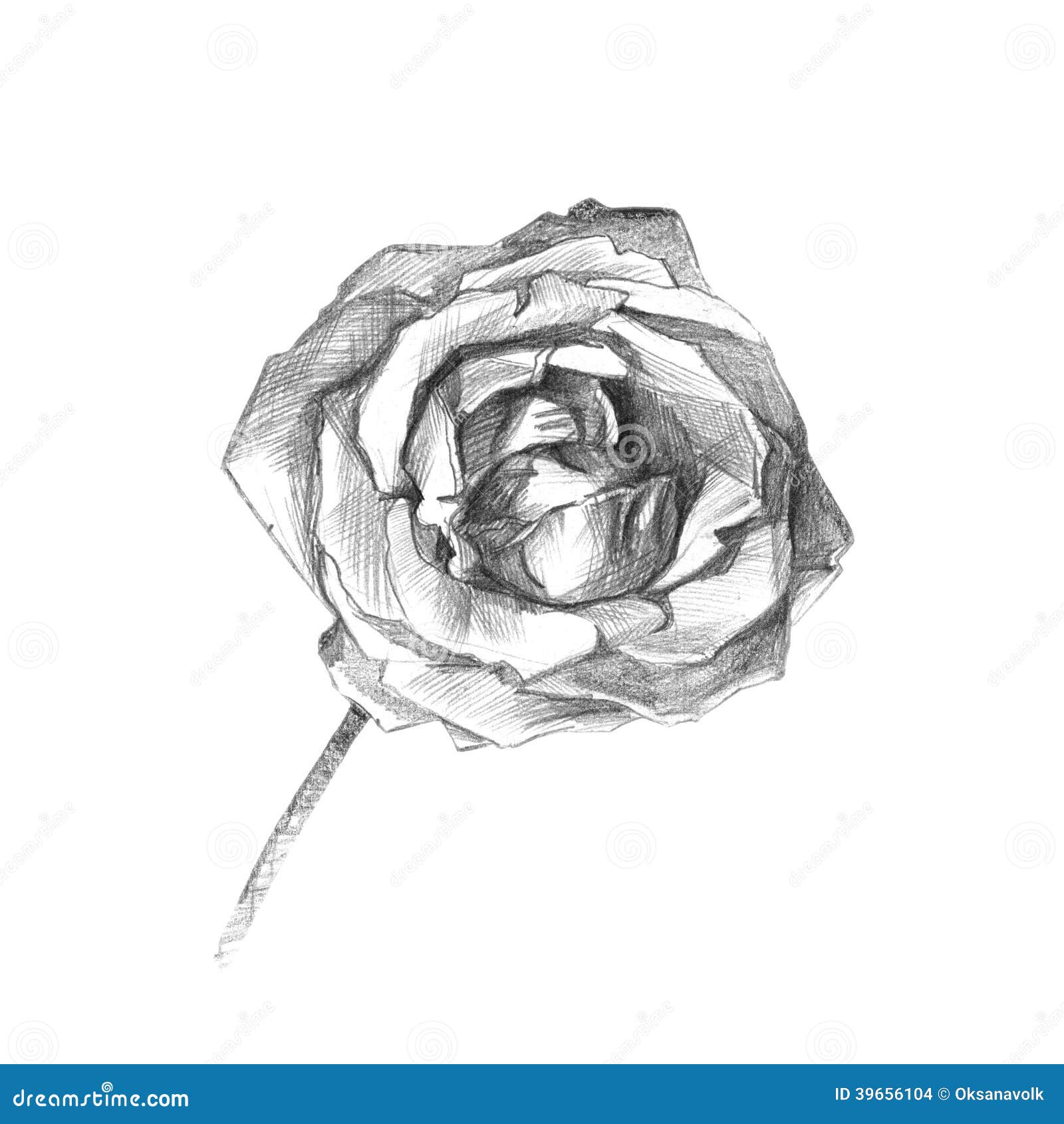 dessin artistique de beau fusain rose illustration stock dessin artistique de beau fusain rose illustration stock