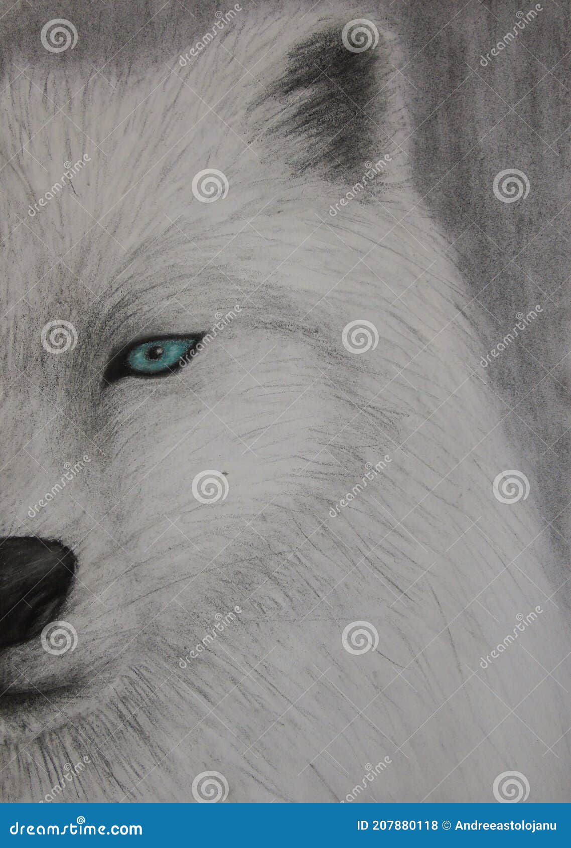 Dessin Au Fusain Loup Blanc Avec Des Yeux Bleu Vert Isolee Sur Le Fond Gris Illustration Stock Illustration Du Demi Fond