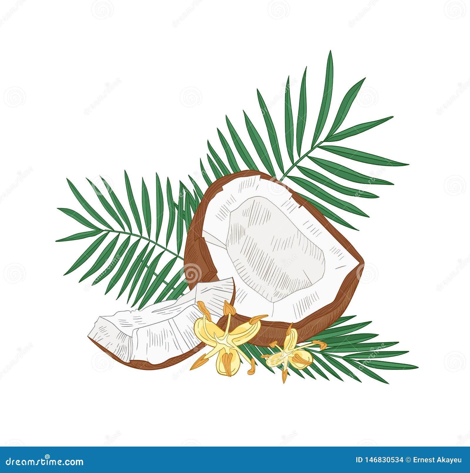 Dessin Botanique Detaille De La Noix De Coco Des Feuilles Criquees De Palmier Et Des Fleurs D Isolement Sur Le Fond Blanc Frais Illustration De Vecteur Illustration Du Retrait Partie