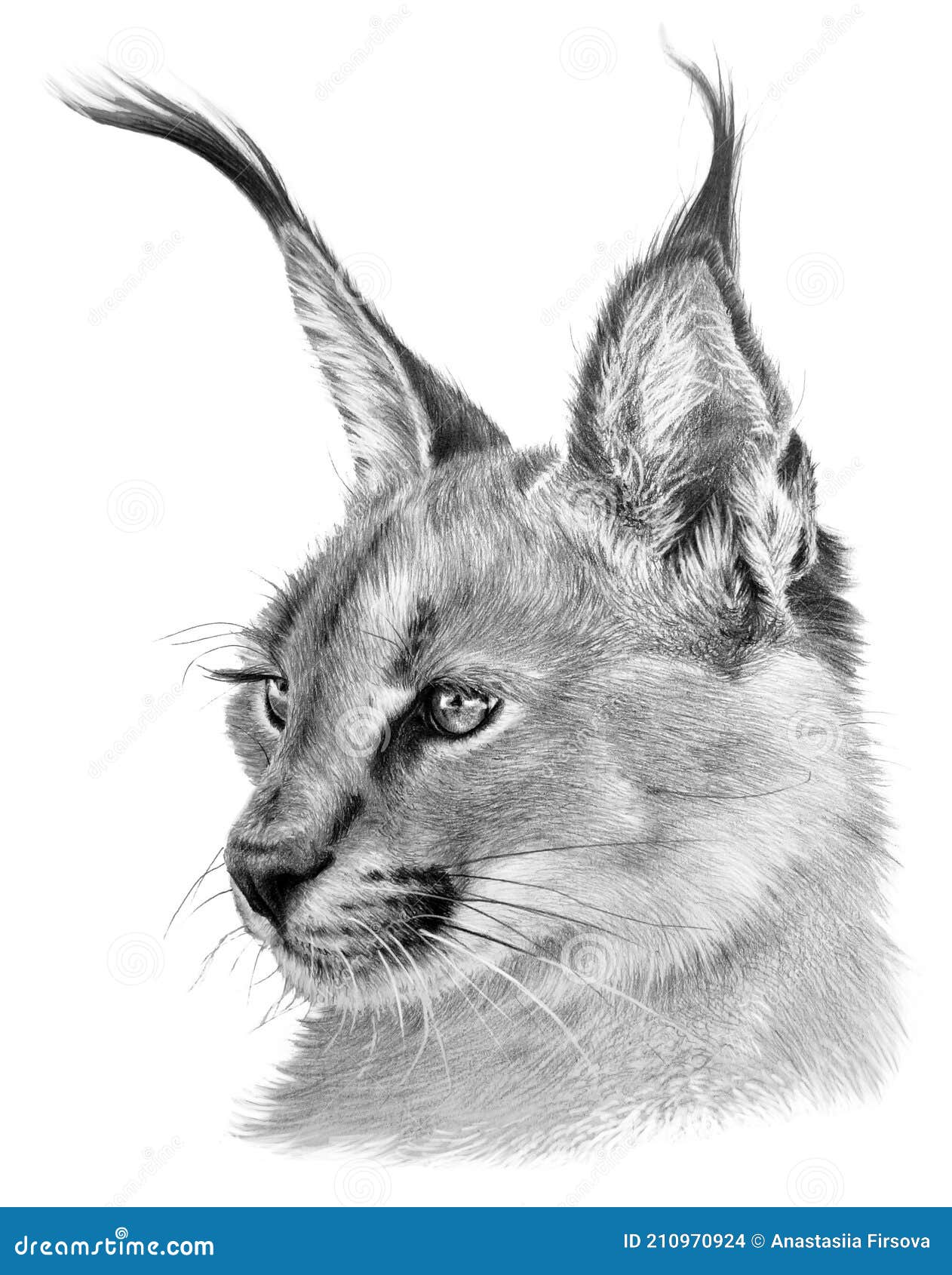 Dessin D Animaux Sauvage Realiste Dessin D'un Caracal. Gros Chat Sauvage Sur Fond Blanc. Dessin Réaliste Illustration Stock - Illustration du prairies, attraction: 210970924