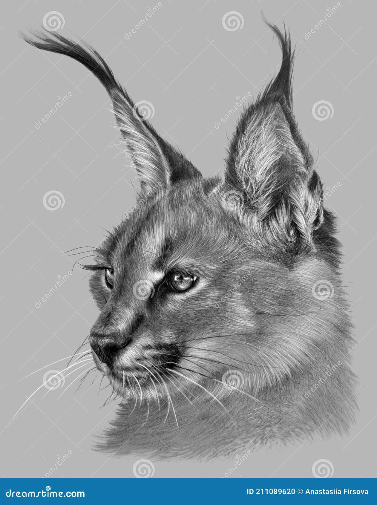 Dessin D Animaux Sauvage Realiste Dessin D'un Caracal. Gros Chat Sauvage Sur Gris. Dessin Animal Détaillé Illustration Stock - Illustration du détaillé, chat: 211089620