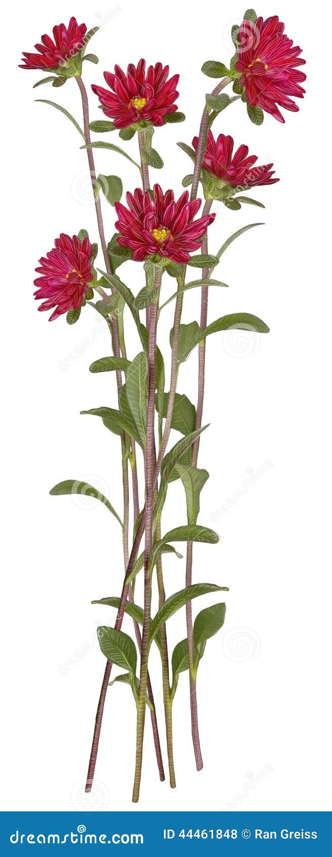 Dessin De Fleur Rouge Daster Photo Stock Image Du Ressort