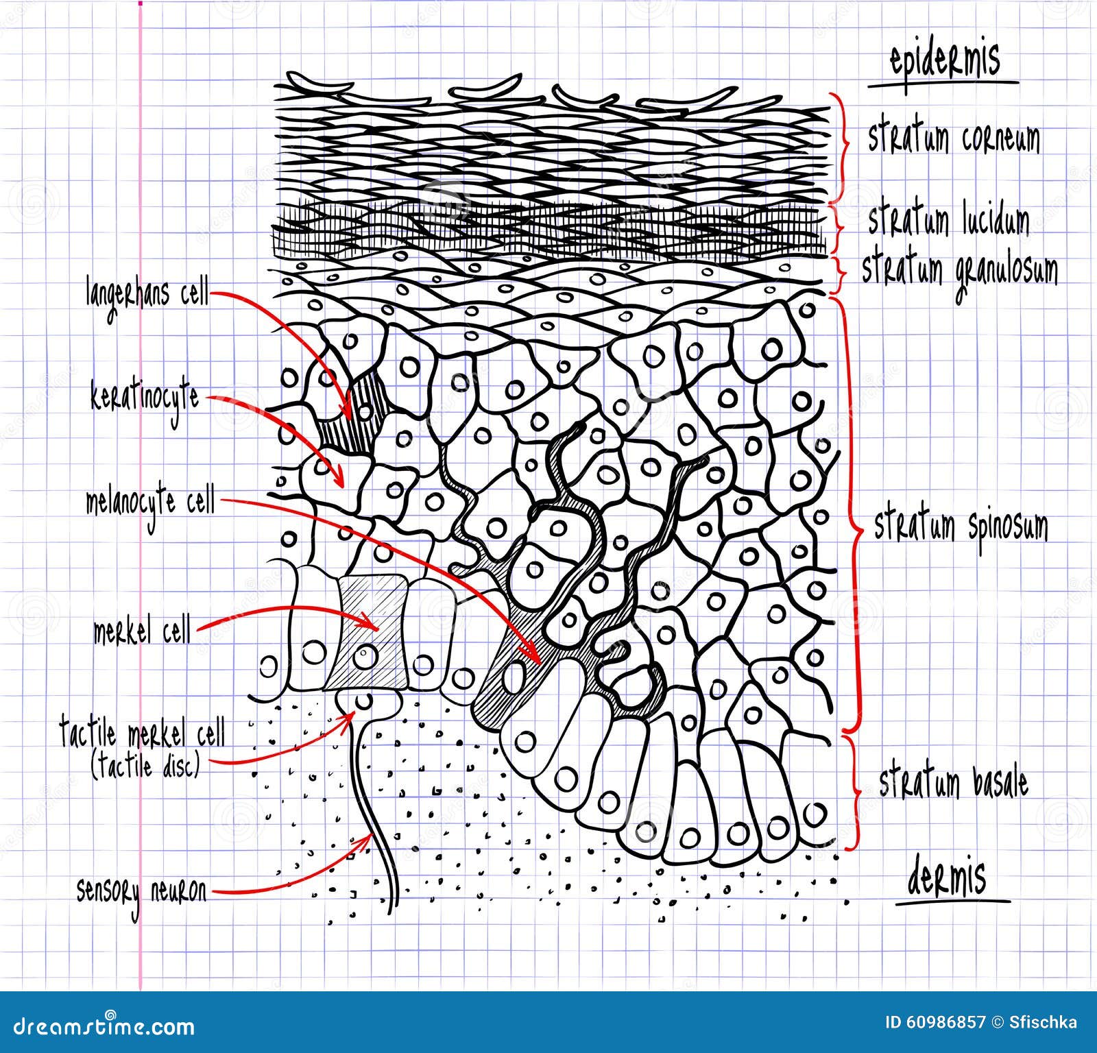 division de cellule 6 lettres