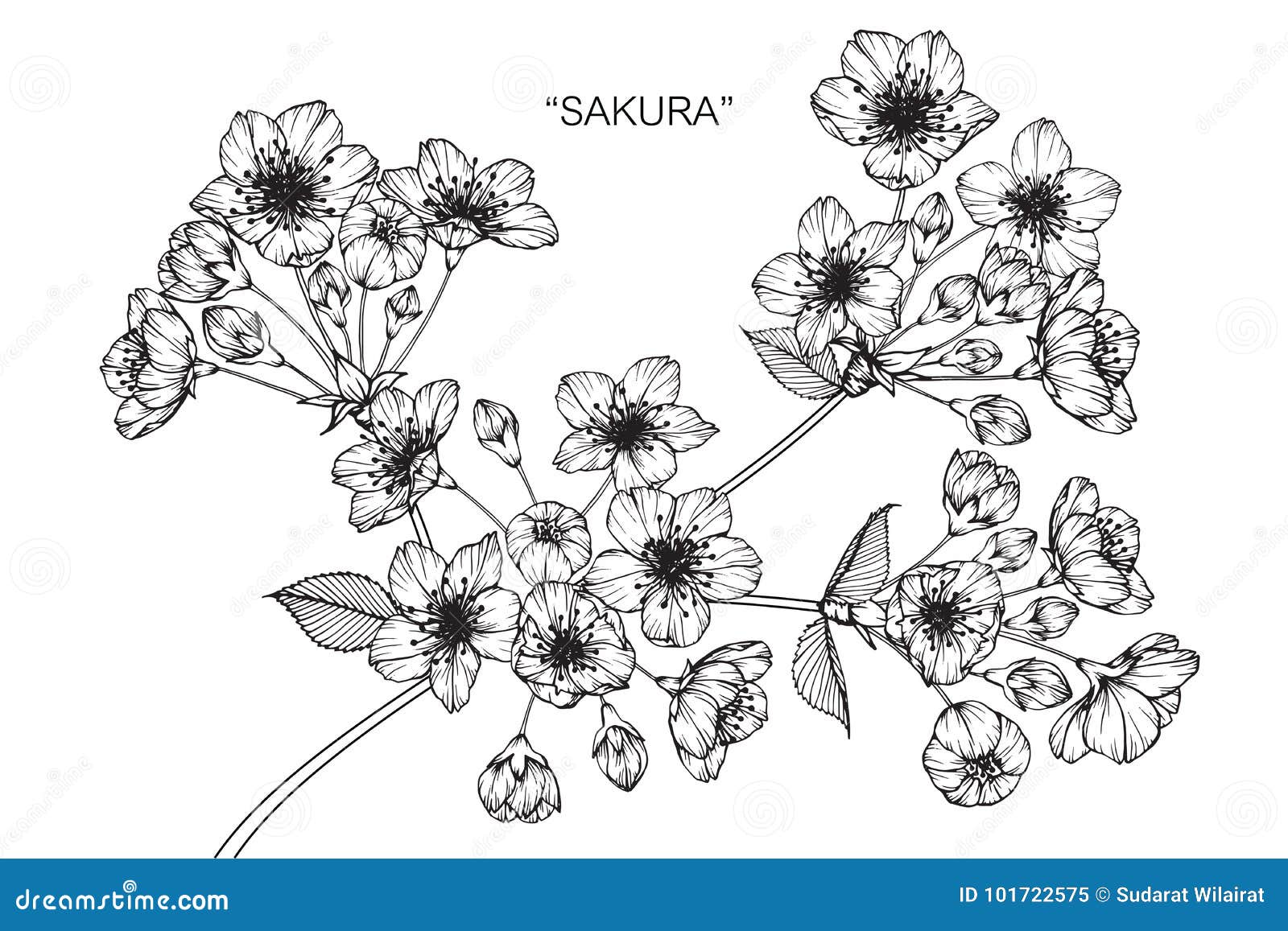 Dessin Et Croquis De Fleur De Fleurs De Cerisier