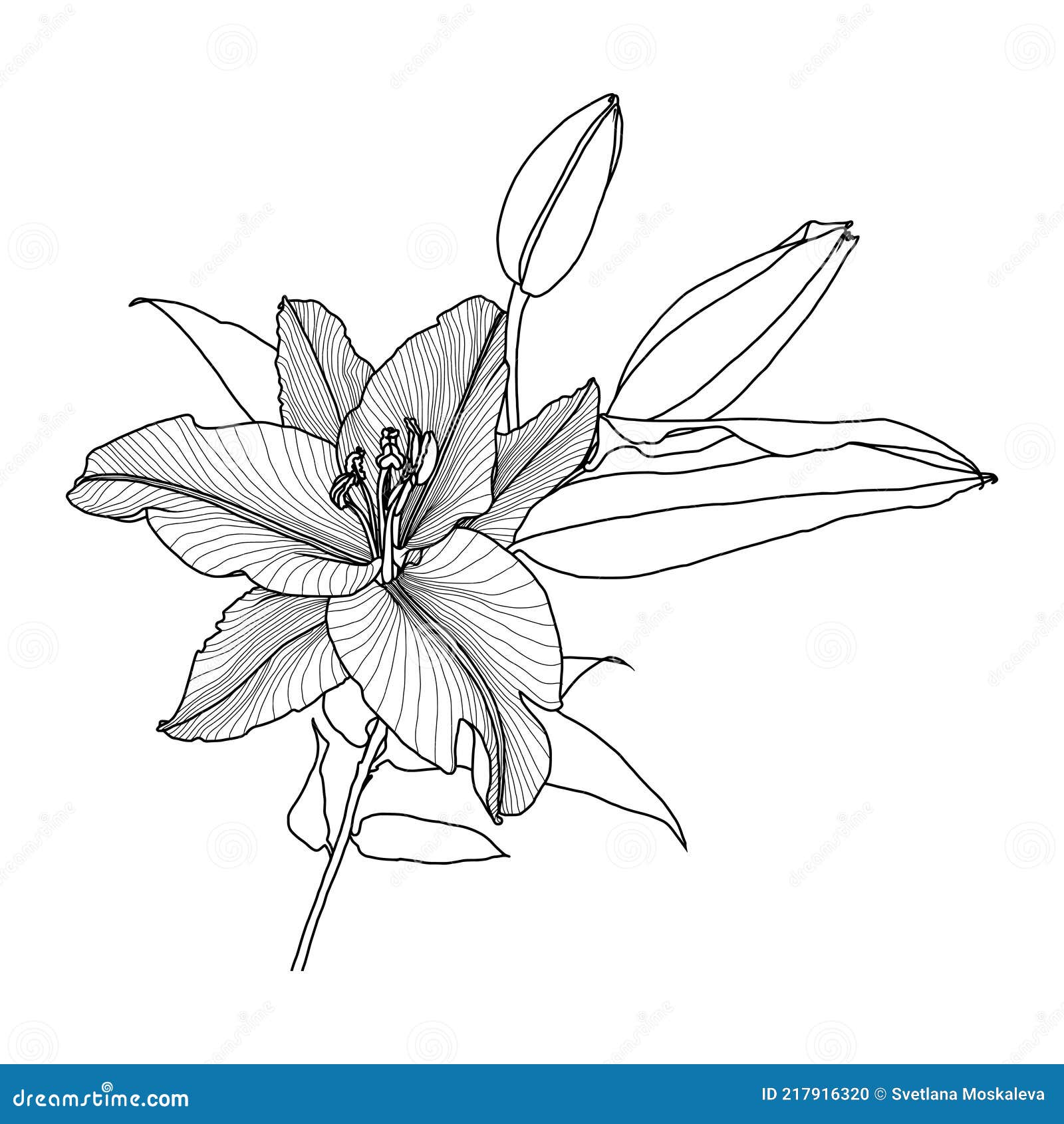 Dessin Fleur Realiste Noir Et Blanc Dessin Linéaire Réaliste De Fleur De Lis Avec Des Feuilles Et Des Bourgeons Graphiques Noirs Sur Fond Blanc Illustration de Vecteur - Illustration du impression, illustration: 217916320