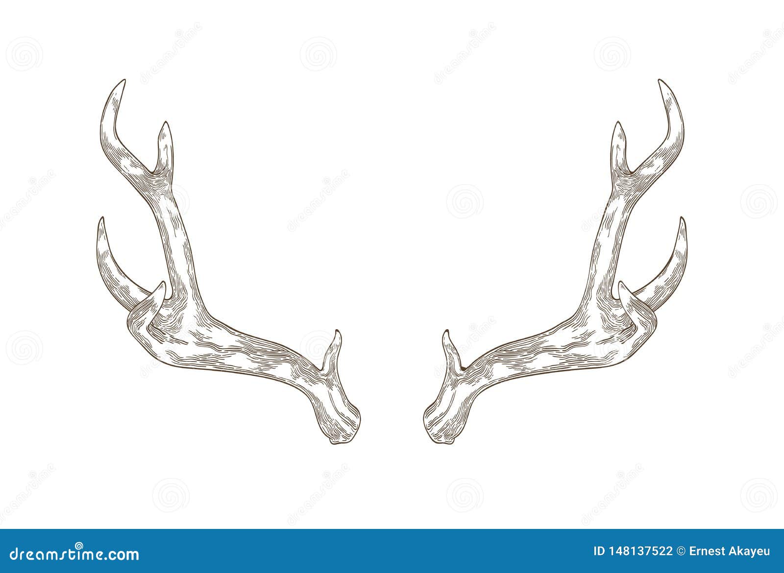 Dessin Monochrome Des Andouillers De Cerfs Communs De Male Ou De Cerf D Isolement Sur Le Fond Blanc Une Partie Du Corps De L Ani Illustration De Vecteur Illustration Du Dessin Isolement 148137522