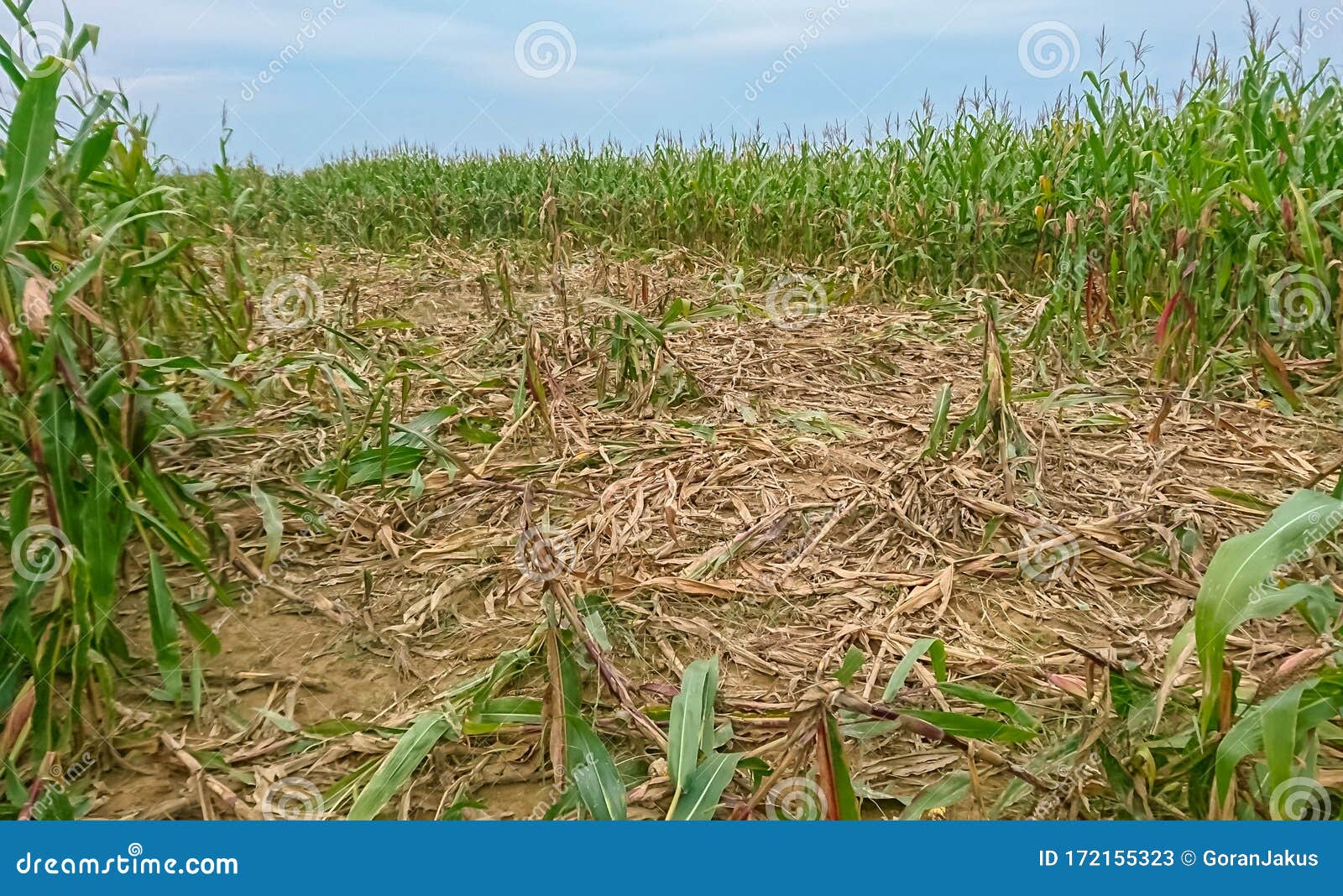 Destroyed corn field stock image. Image of farmland 172155323