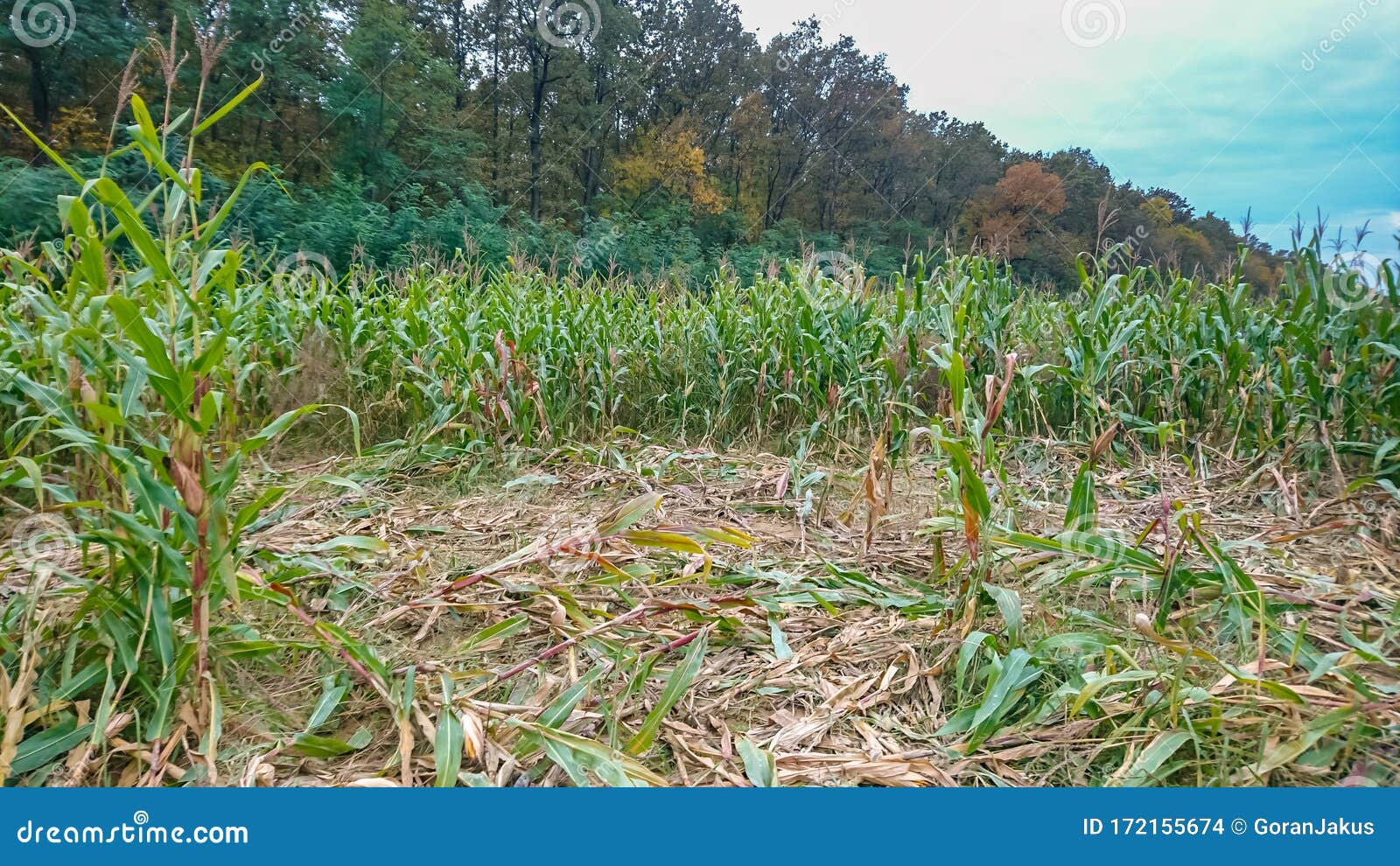 Destroyed corn field stock photo. Image of growth, farm 172155674