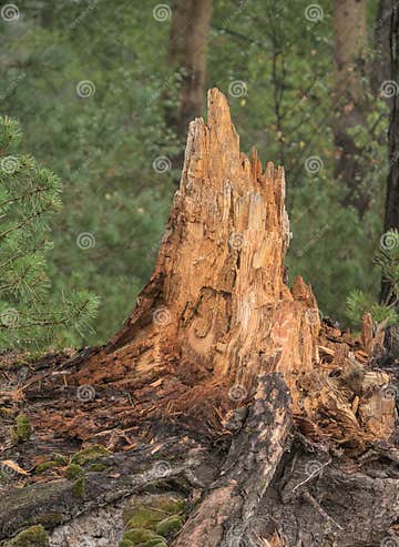 Destroyed family tree stock photo. Image of fall, environment - 257976016