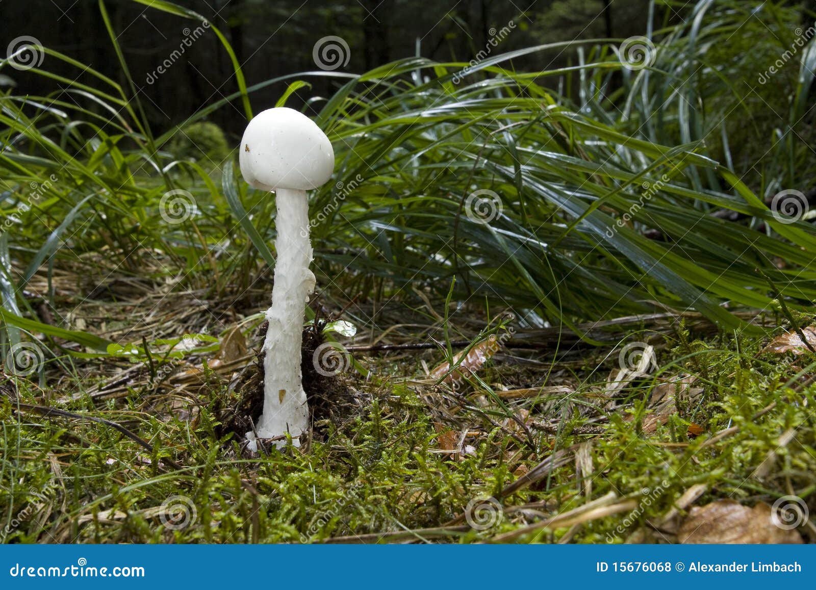 destroying angel mushroom images and clipart