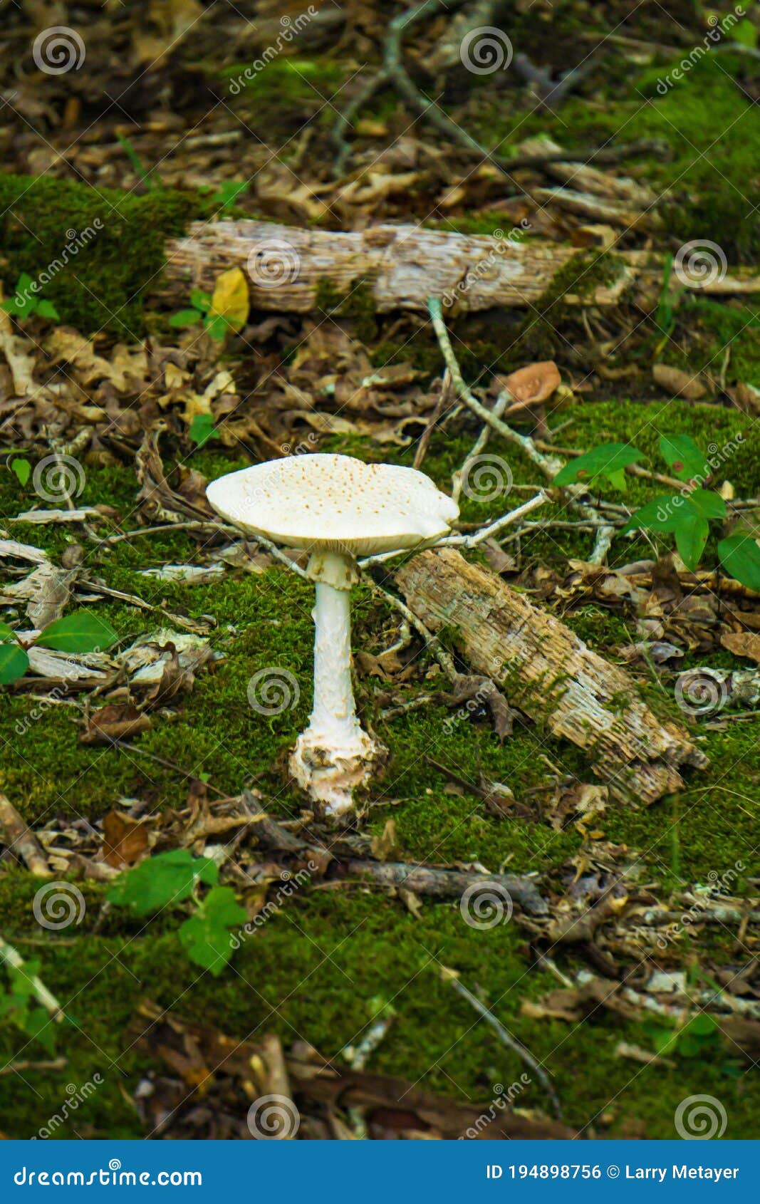 destroying angel mushroom images and clipart