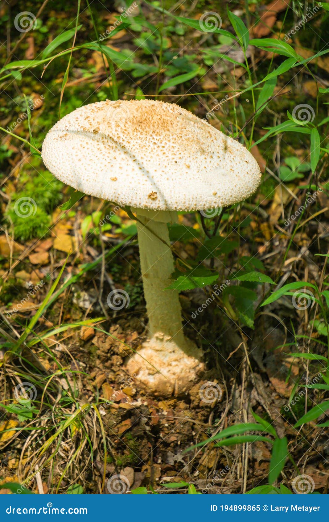 destroying angel mushroom images and clipart