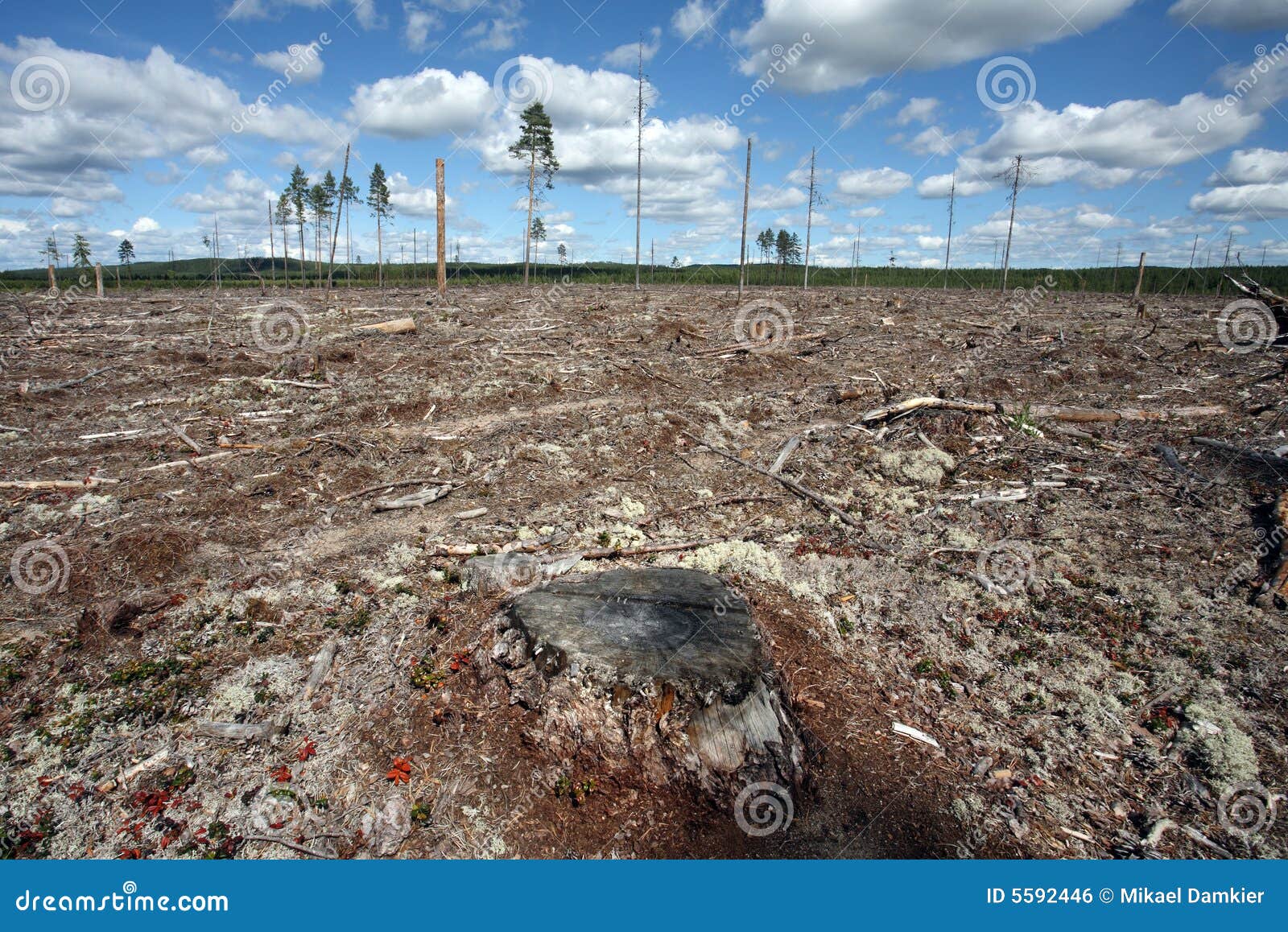 destruction forest felling of natural forest, nort