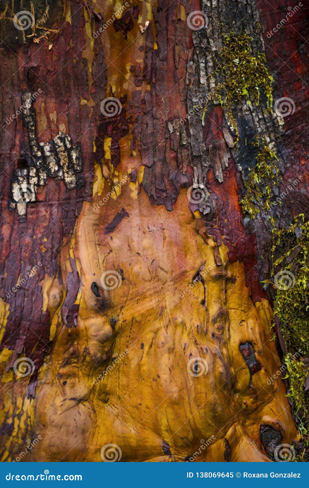 Detail of Arbutus Tree Bark Texture in Vancouver Island Forest Stock