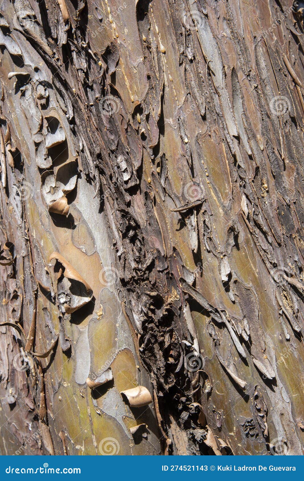 detail of the bark of a tree trunk