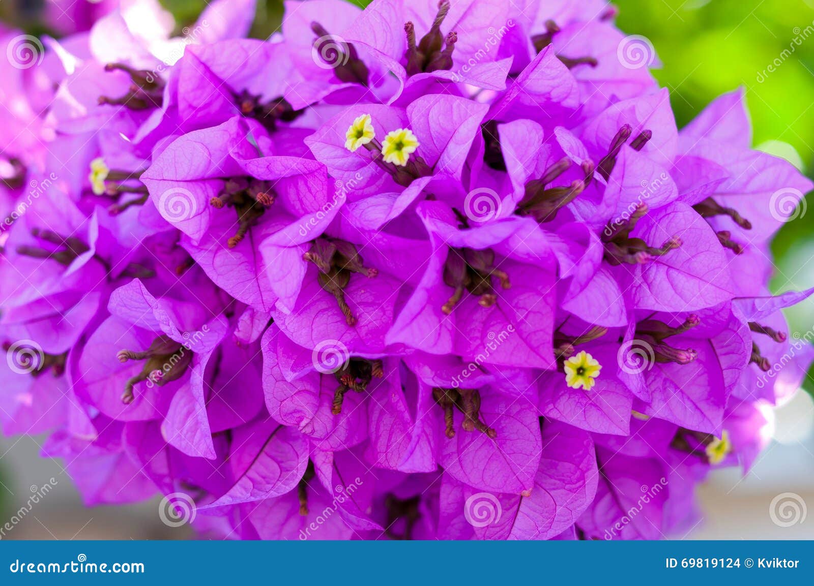 Detail of Beautiful Bougainvillea Flowers Stock Photo - Image of ...