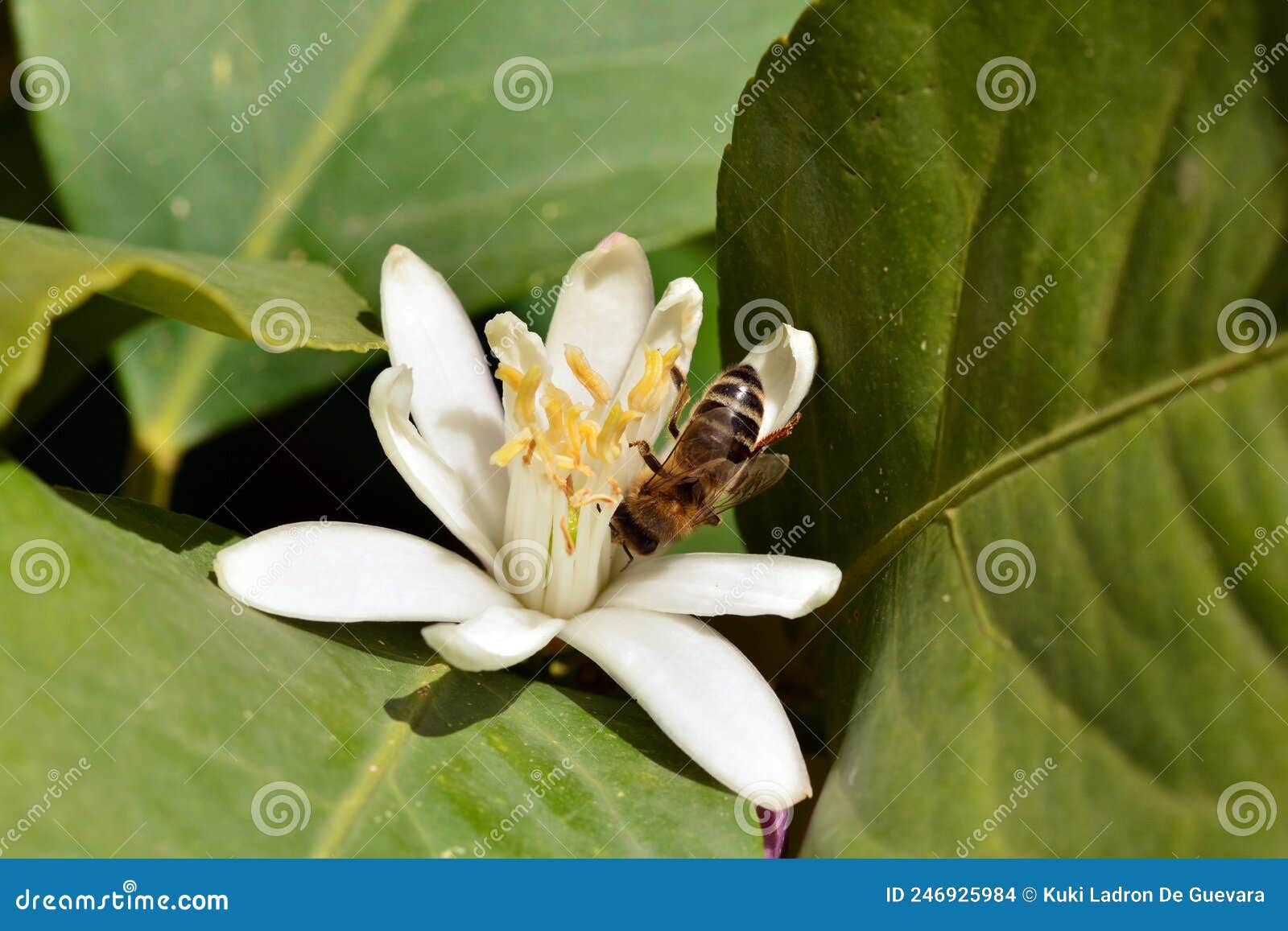 detail of a bee on an orange blossom