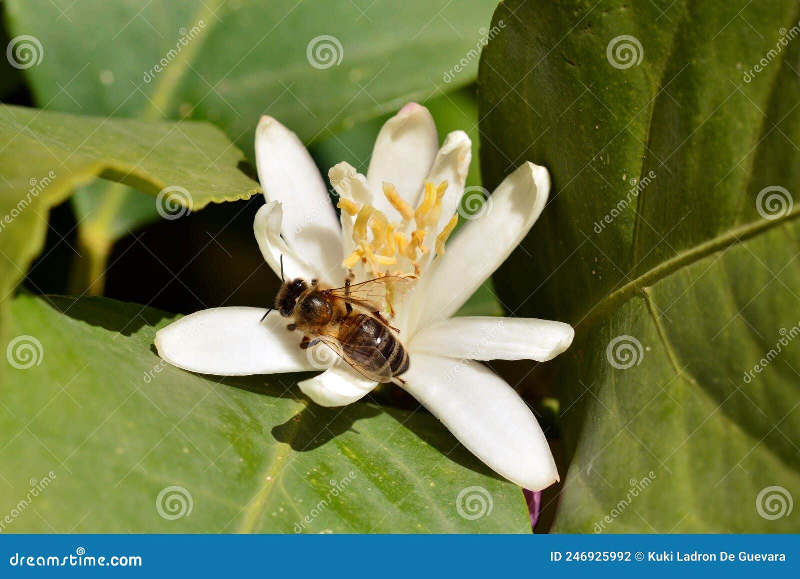 detail of a bee on an orange blossom