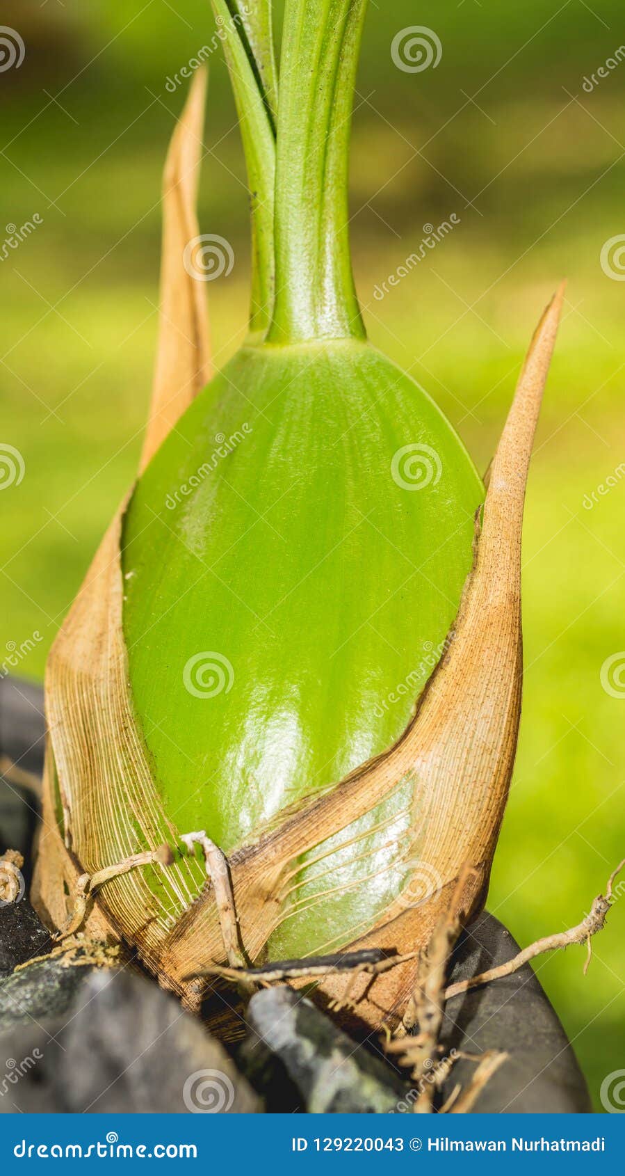 Detail of Black Orchid Coelogyne Pandurata Bulb. Stock Image - Image of  borneo, environment: 129220043