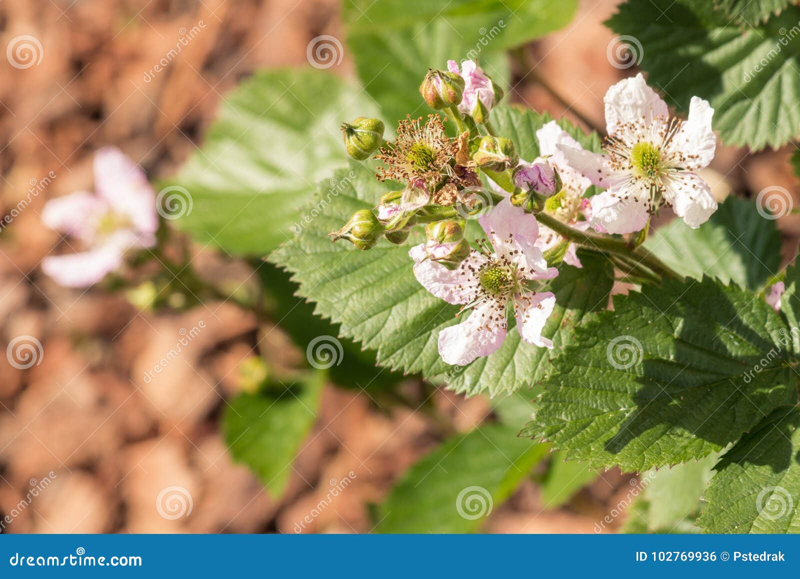 Blackberry Flowers and Buds in Bloom Stock Photo Image of copy