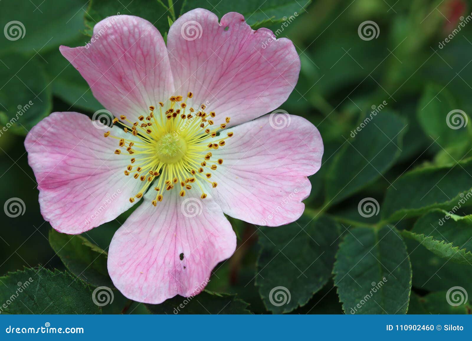 Detail of the Bloom of Wild Rose Shrub Stock Photo Image of flowering, wild 110902460