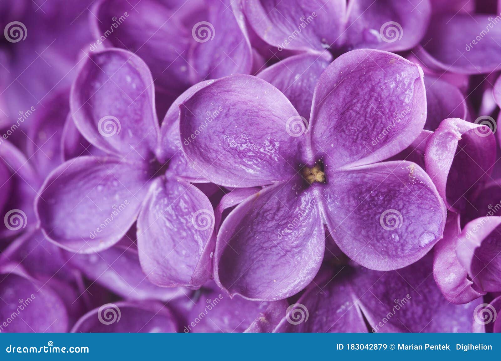 Detail of Blooming Purple Lilac Flower with Water Drops Background ...