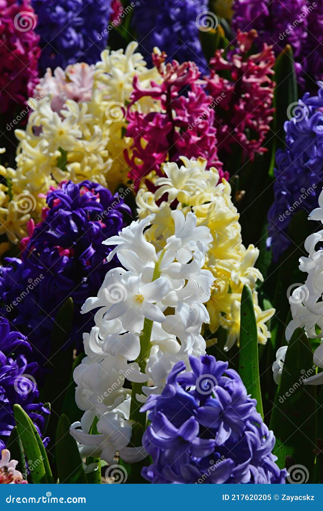 detail of blossoming colorful fragrant cultivars of common hyacinth flowers, latin name hyacinthus orientalis.