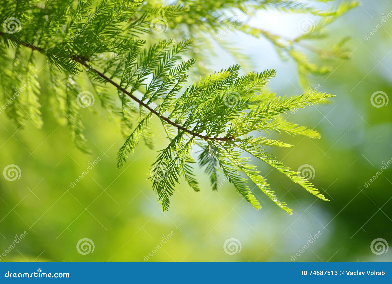 detail of branch tree bald cypress