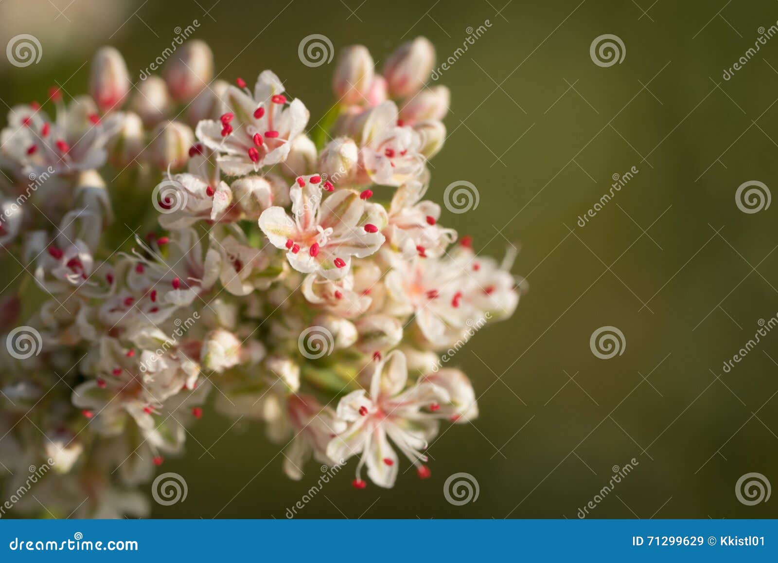 detail of california buckwheat