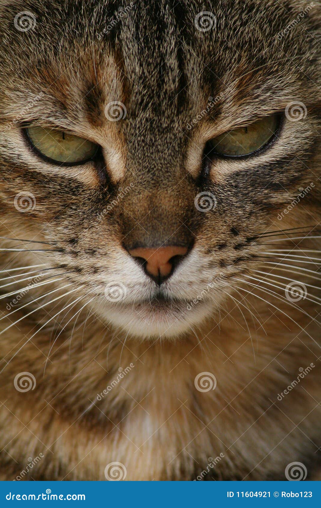 Detail of cats face. stock image. Image of fluffy, playful 11604921