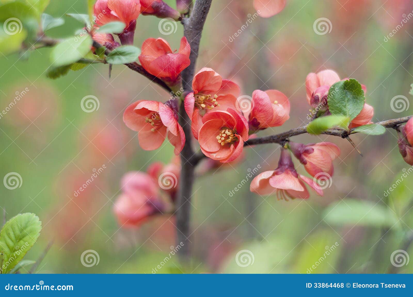 pics Japonica Bush Photos detail of chaenomeles japonica bush stock photo image of petal quince 33864468