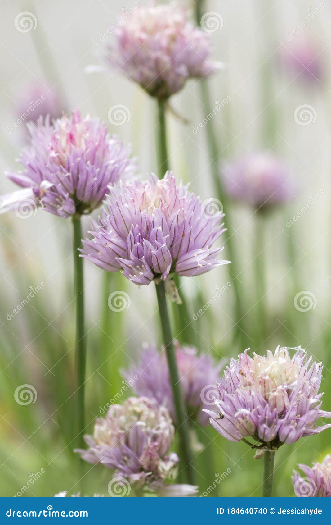 detail of chives pink flowers