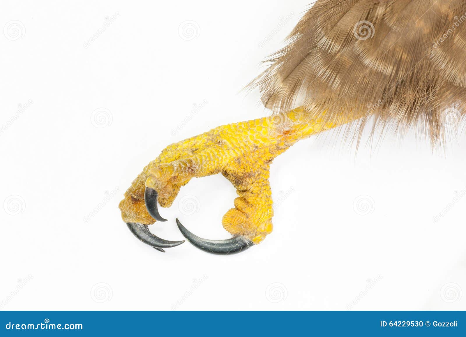 Detail of the Claw and Talons of a Redtailed Hawk Stock Photo Image