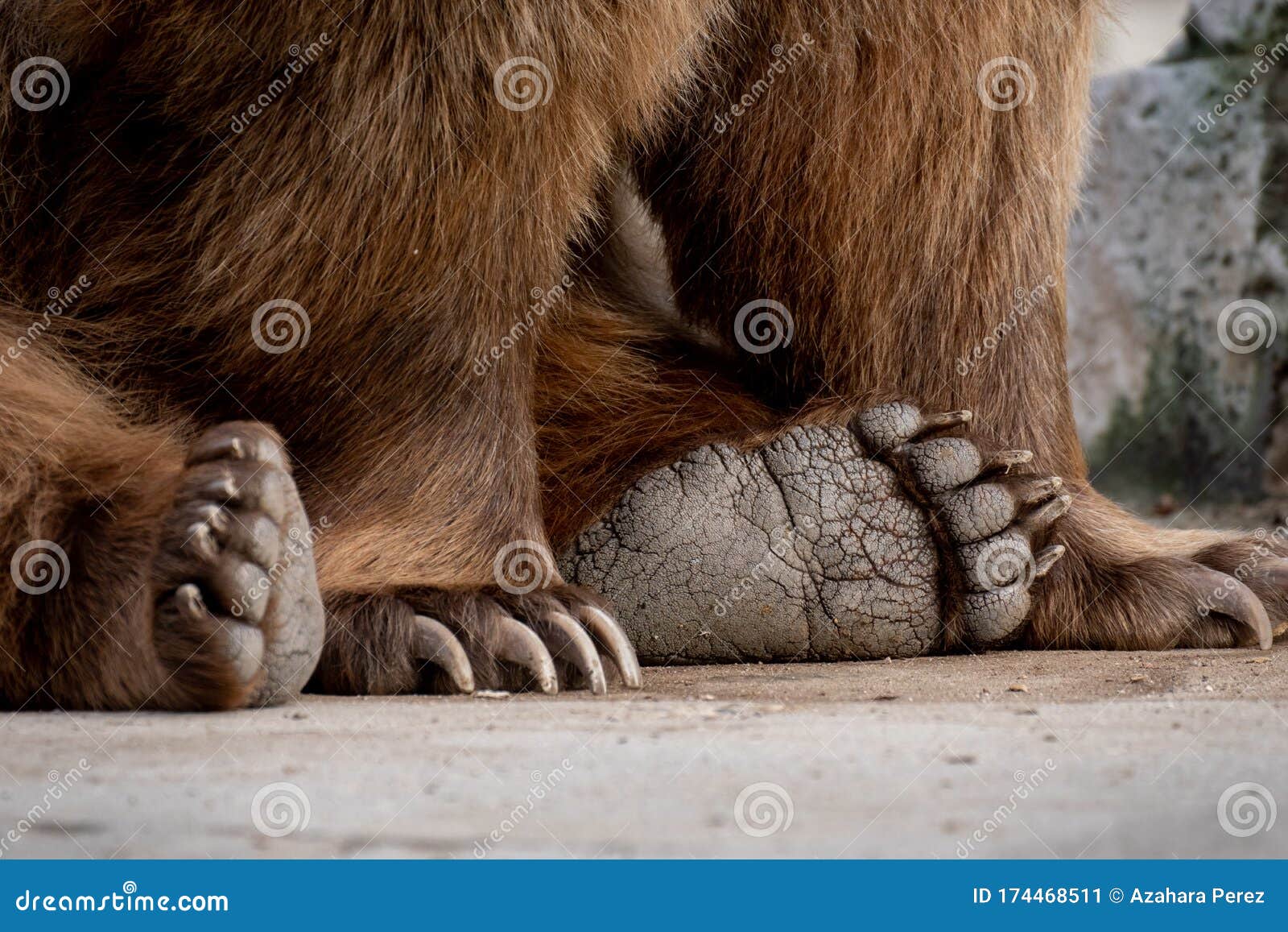 Detail of the Claws Pads of a Brown Bear Stock Image - Image majestic, nature: 174468511