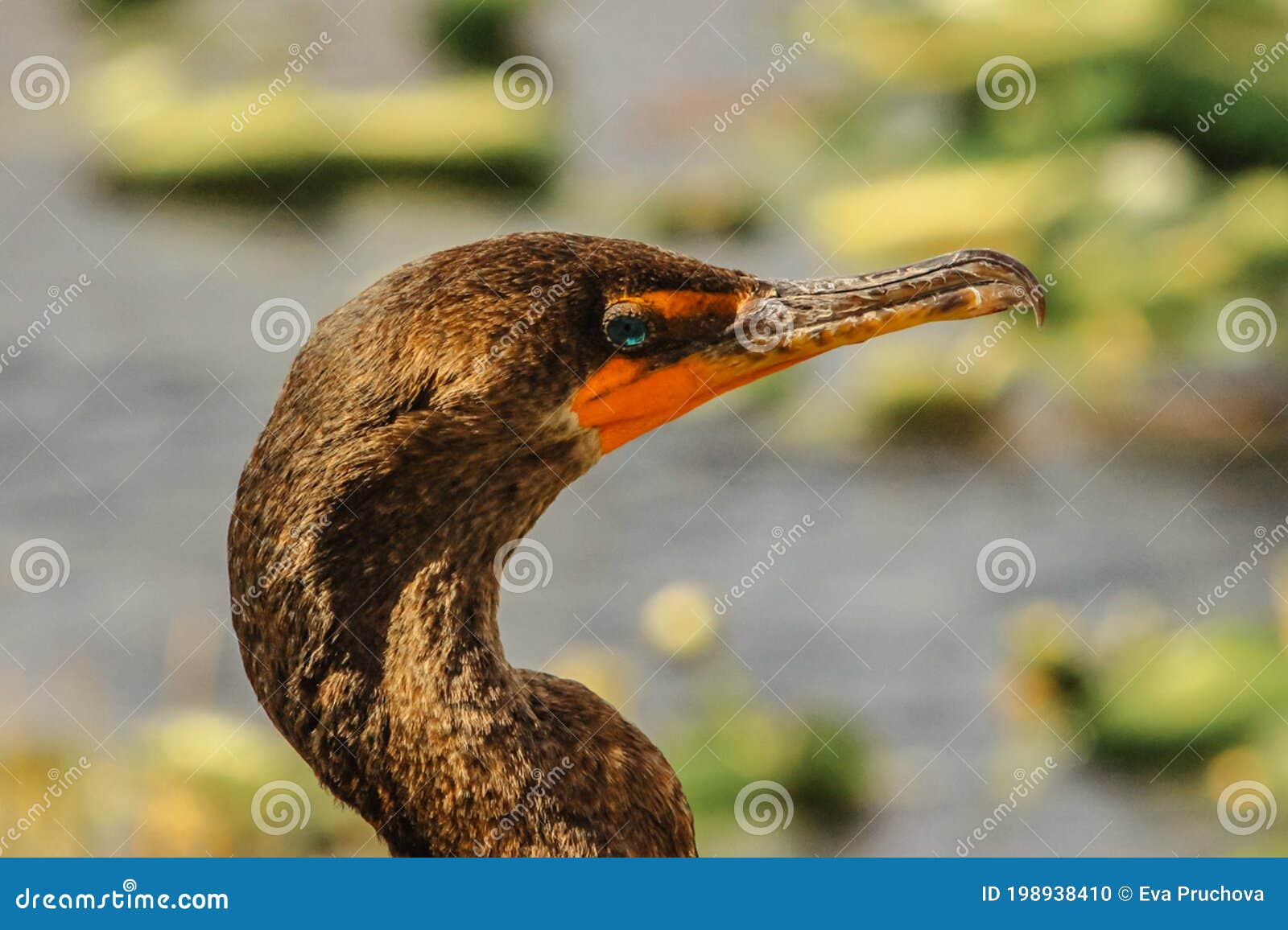 Detail of Cormorants Head. Side Face Portrait of Great Cormorant with  Beautiful Emerald Green Eyes. Everglades Bird Stock Photo - Image of  feather, beaker: 198938410