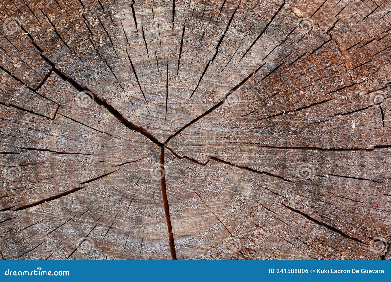 detail of the trunk of an old tree, texture