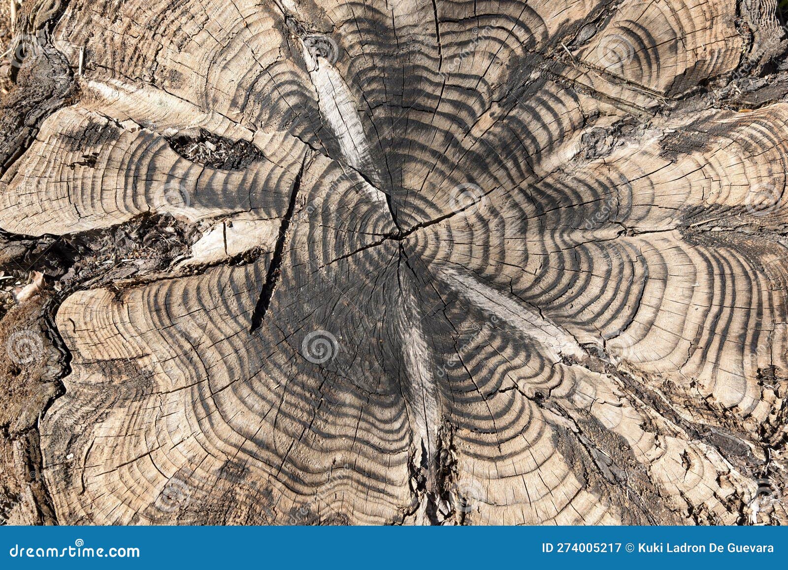 detail of the cut of a trunk of a tree