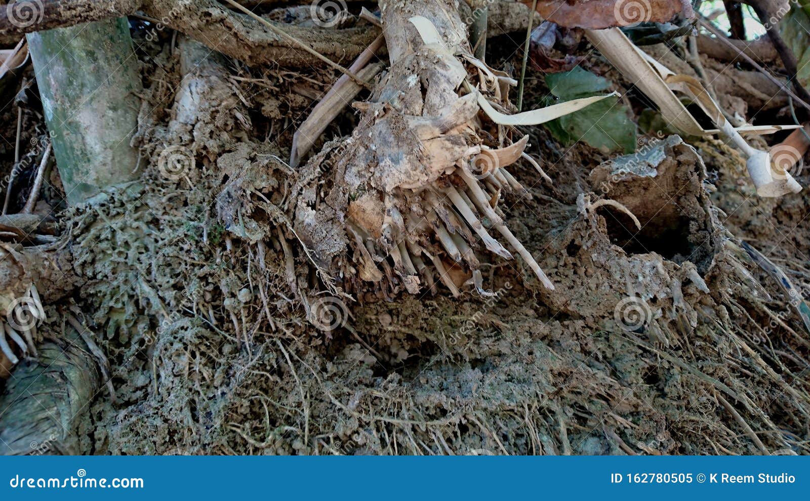 do bamboo roots cause damage