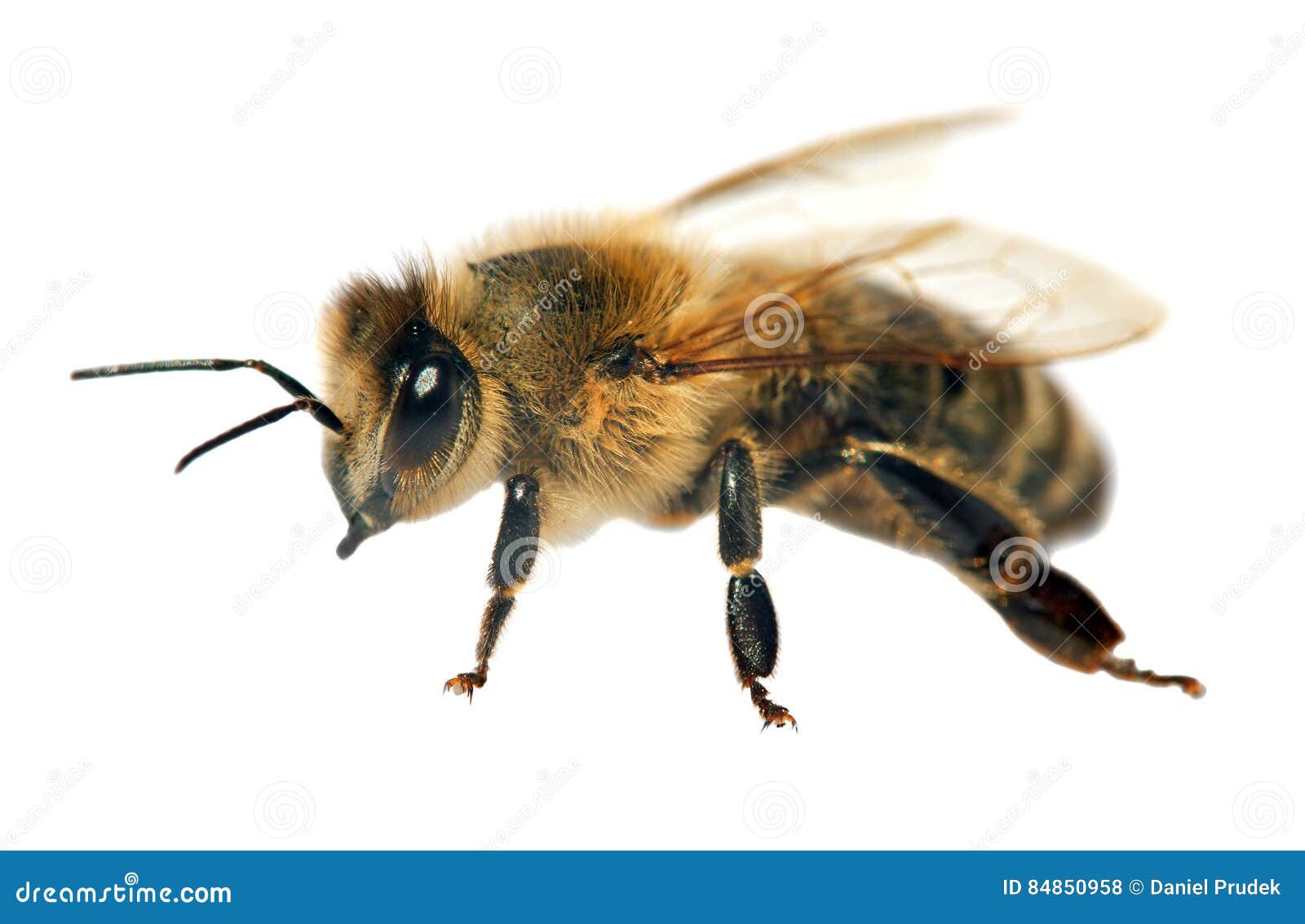 Detail Der Biene Oder Der Honigbiene Api Mellifera Stockfoto Bild Von Mellifera Biene