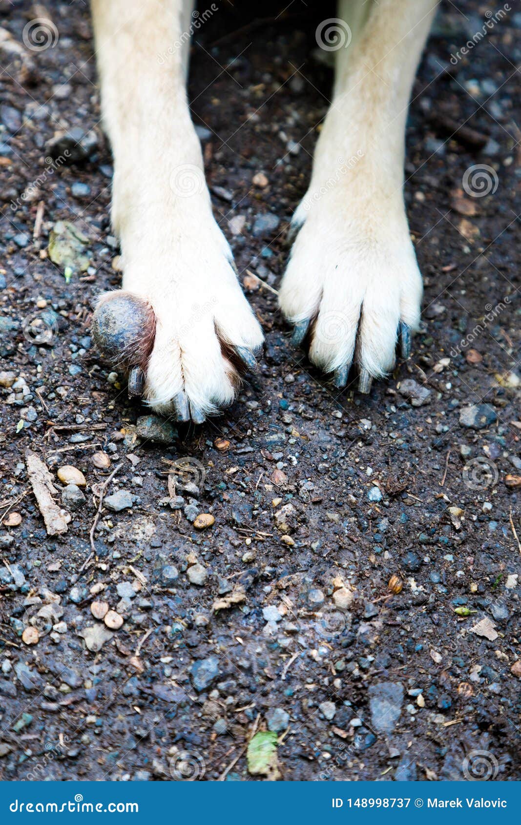 Detail Des Tumors Auf Dem Bein Des Vorderer Hundes Krebs Stockbild