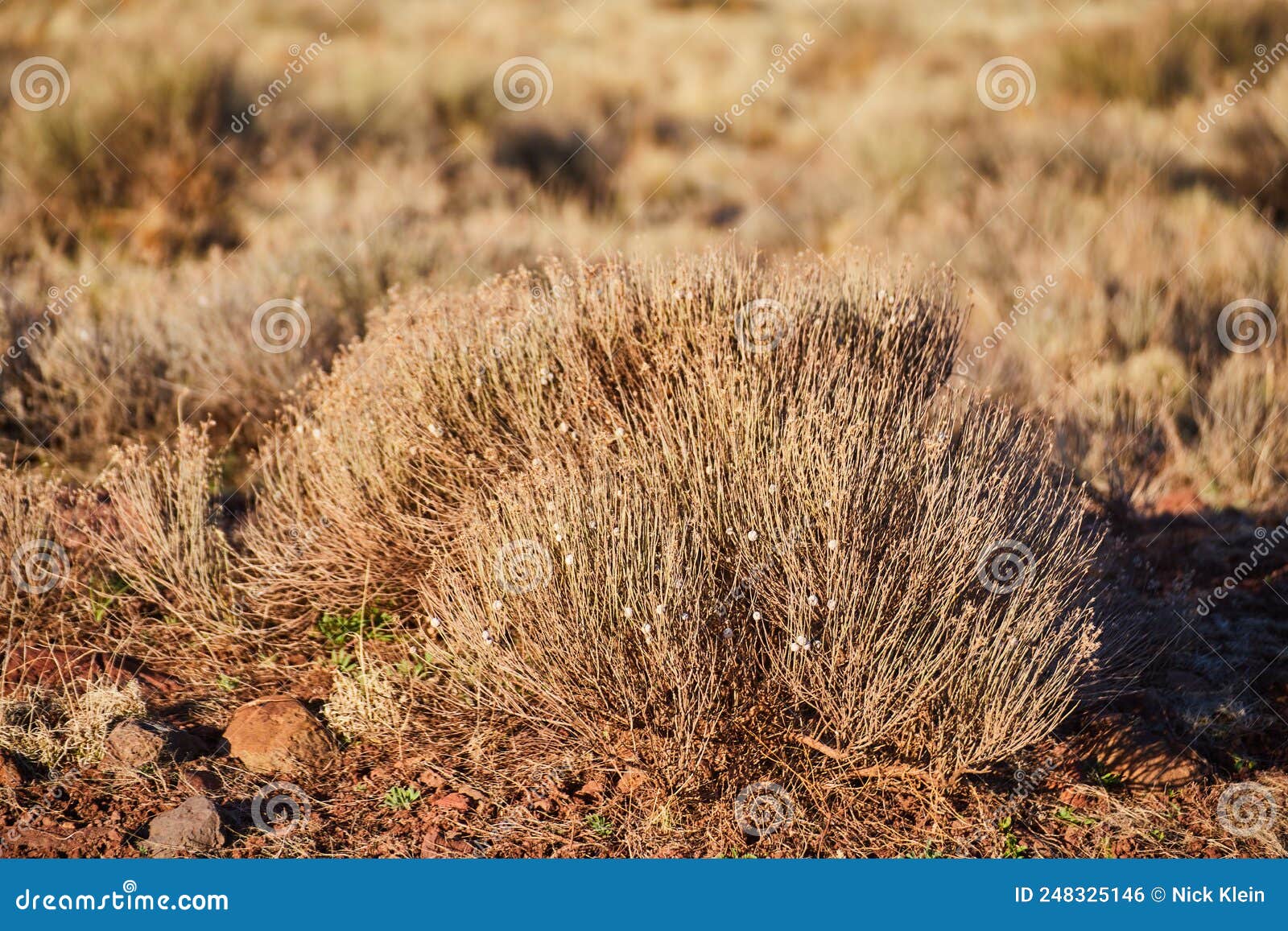 Detail of desert shrubs stock photo. Image of summer 248325146