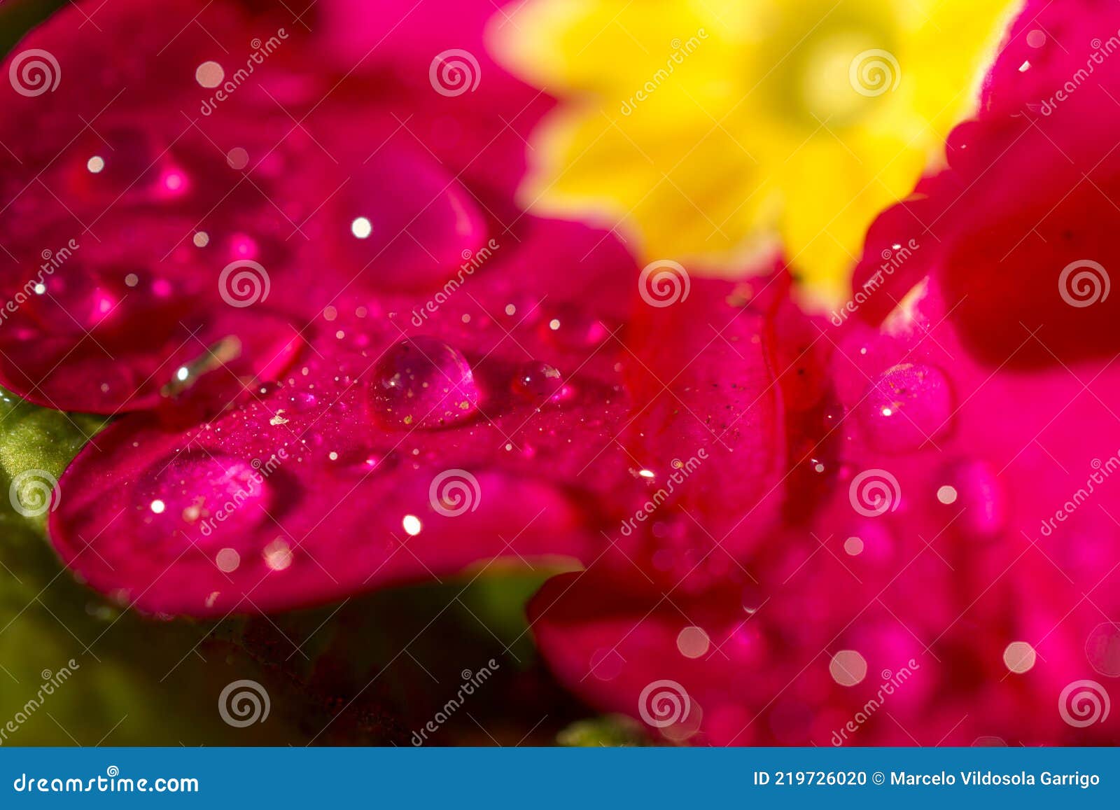 drops of water on the flower petals.