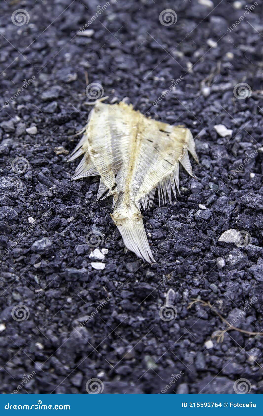Dried fish bone stock photo. Image of carcass, fish 215592764