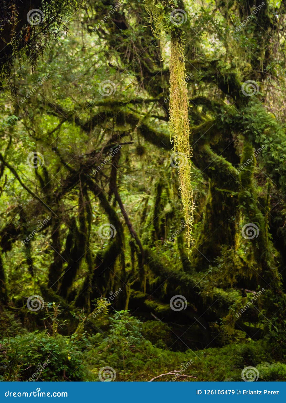 detail of the enchanted forest in carretera austral, bosque encantado chile