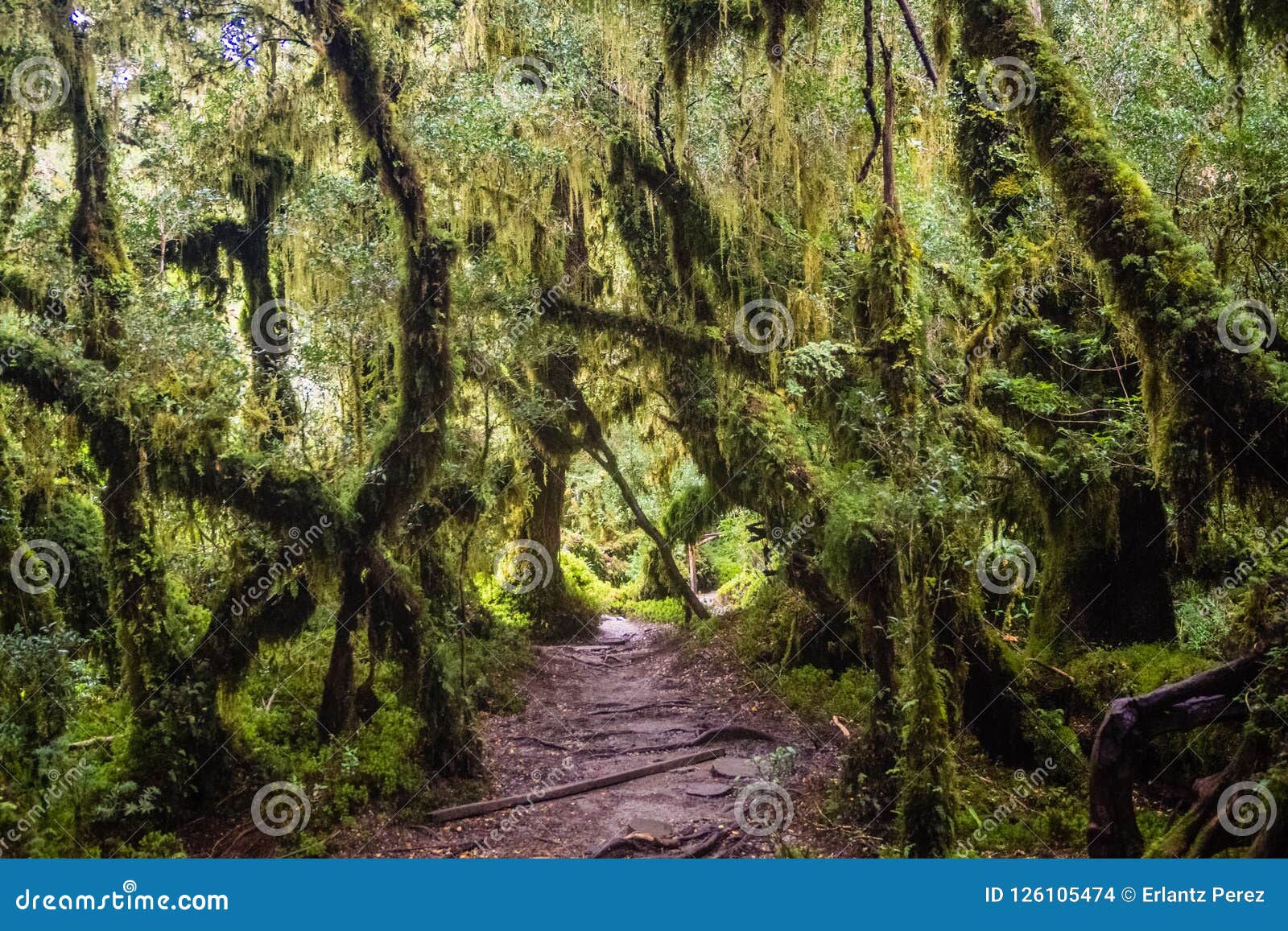 detail of the enchanted forest in carretera austral, bosque encantado chile