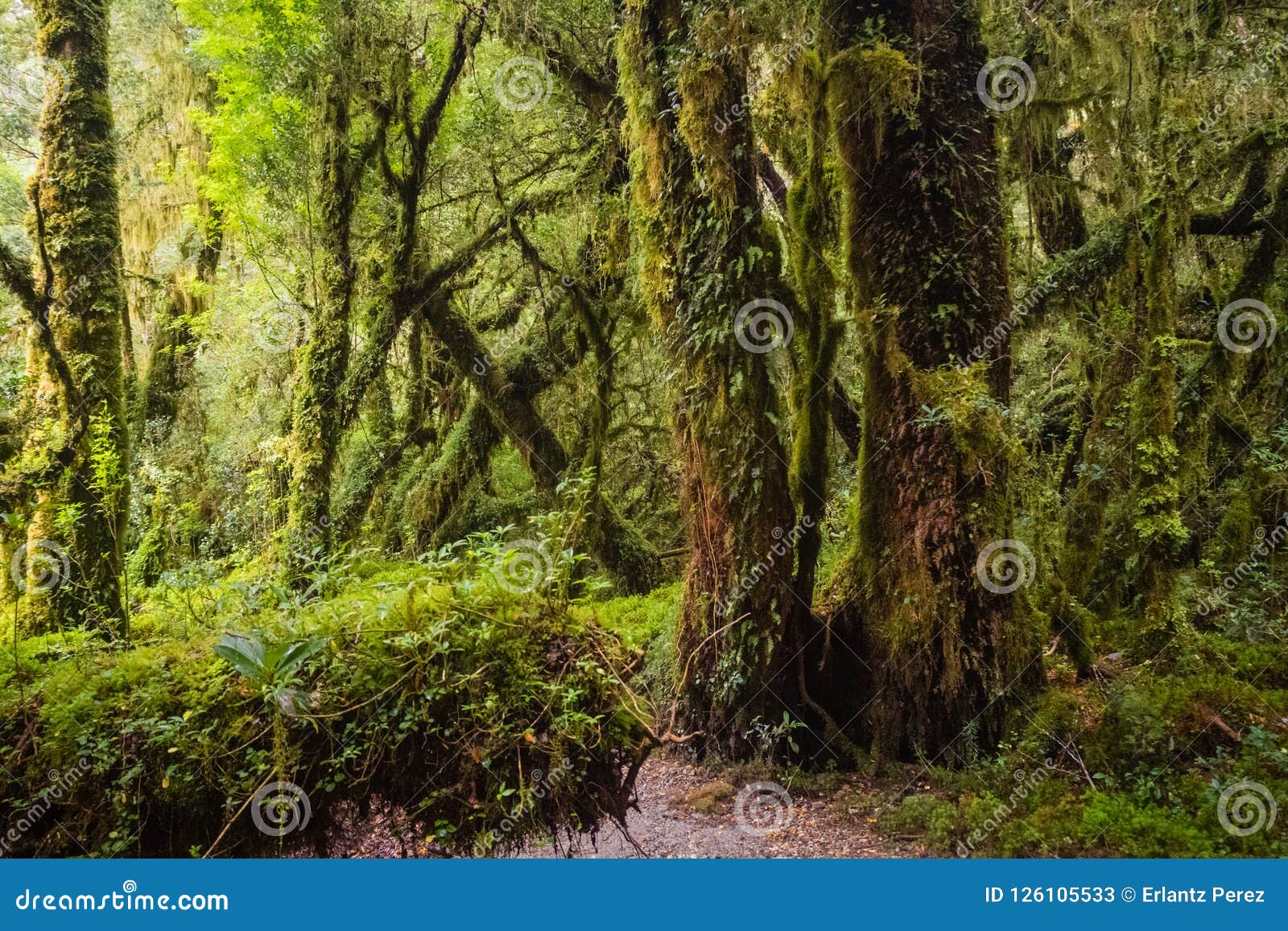 detail of the enchanted forest in carretera austral, bosque encantado chile