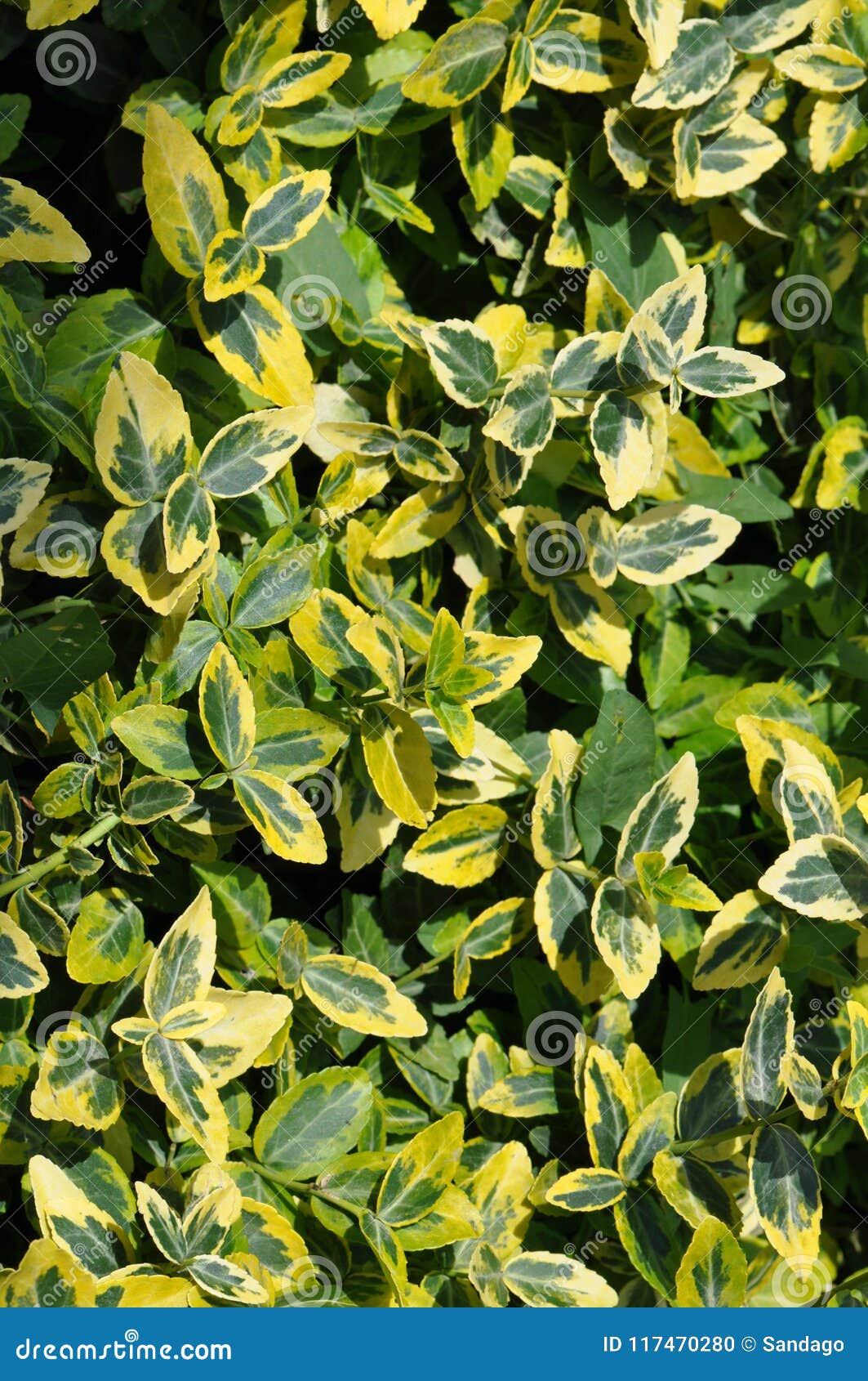 Euonymus Fortunei Fortune S Spindle Stock Photo   Image of ...