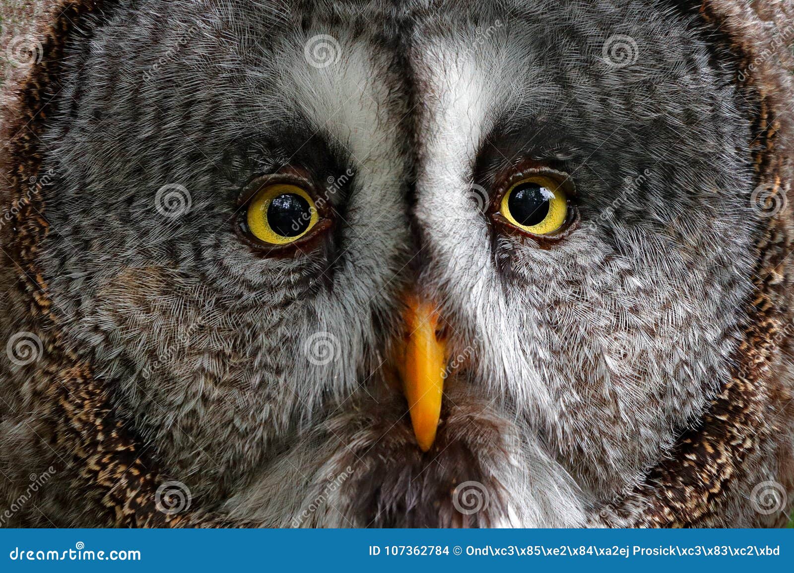 detail face portrait of owl. owl hiden in the forest. great grey owl, strix nebulosa, sitting on old tree trunk with grass, portra