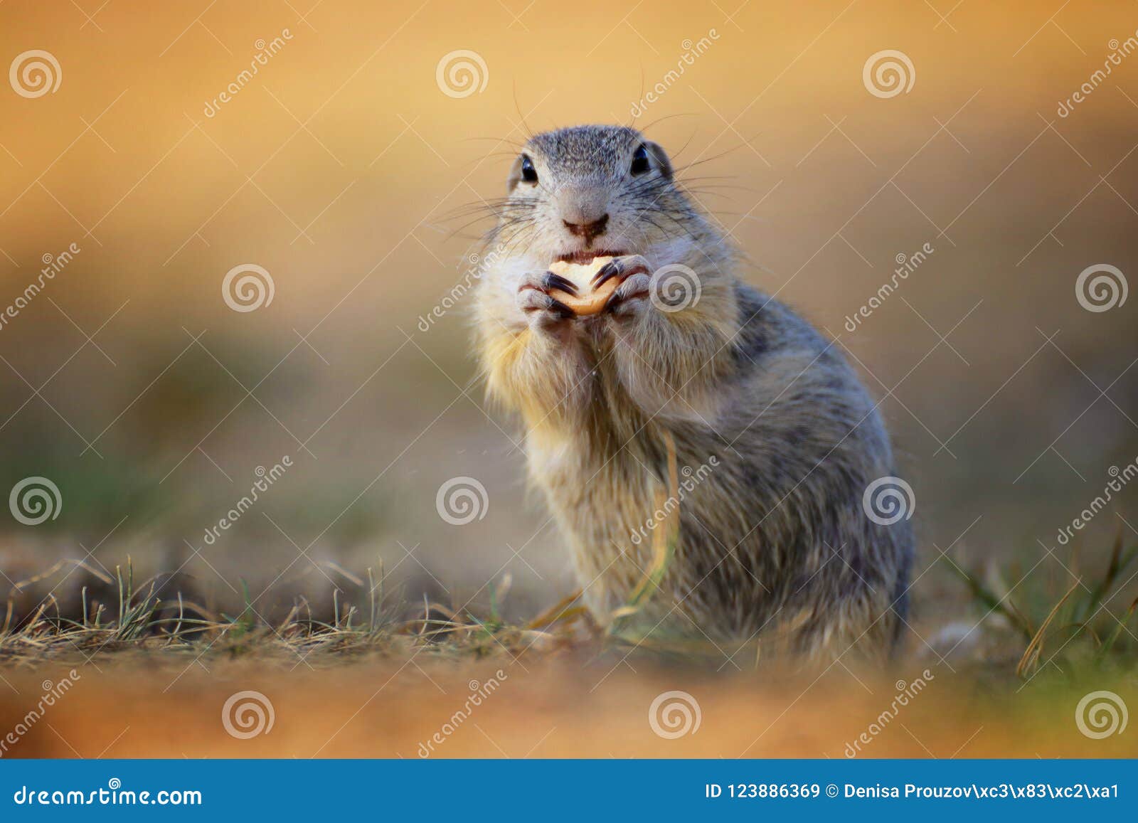 detail face suslik from family squirel