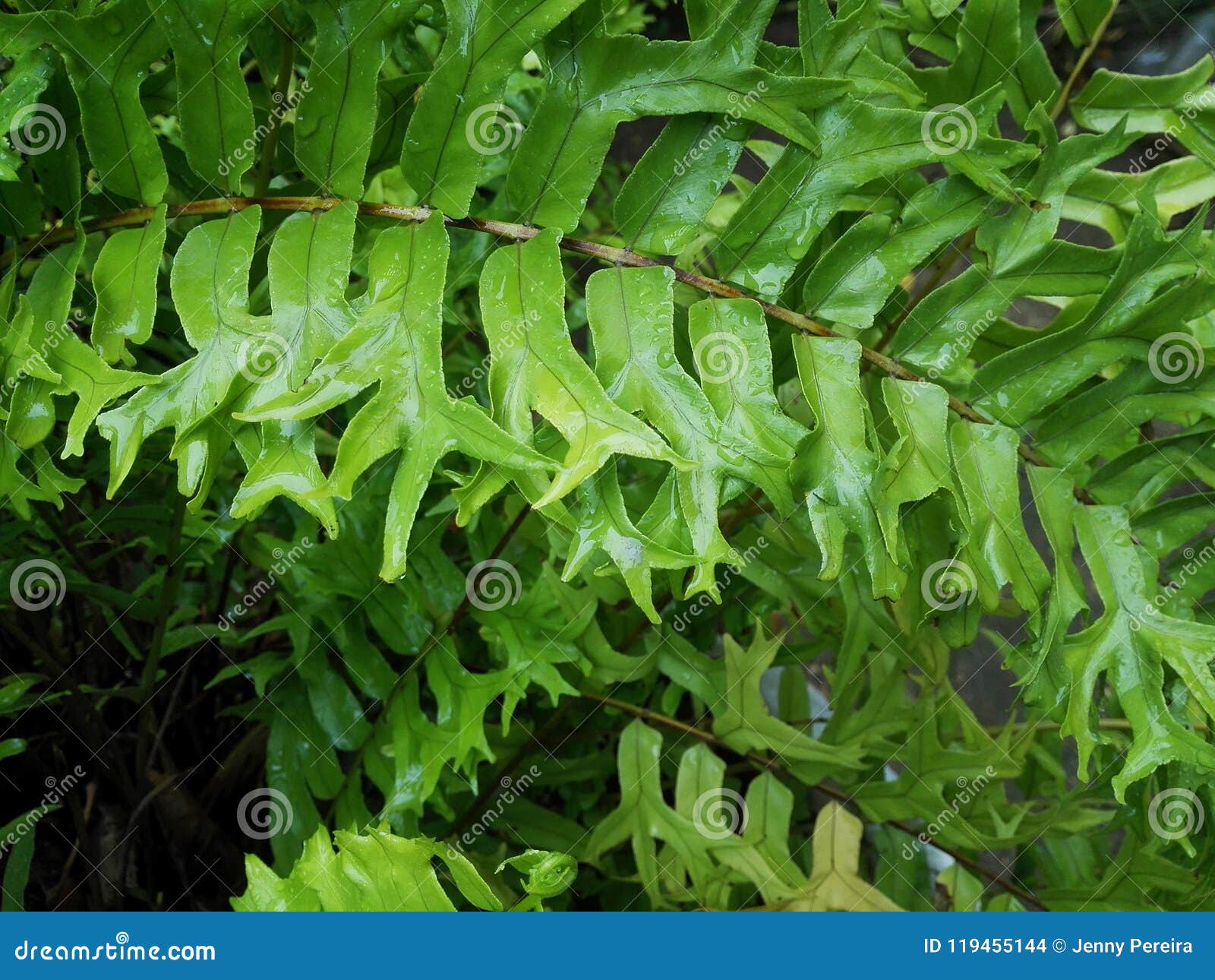 detail of fern with raindrops on the